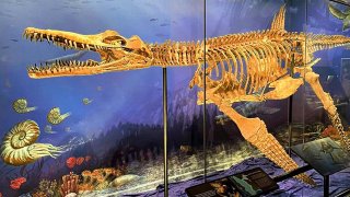 Texas Nessie Plesiosaur display at the Heard