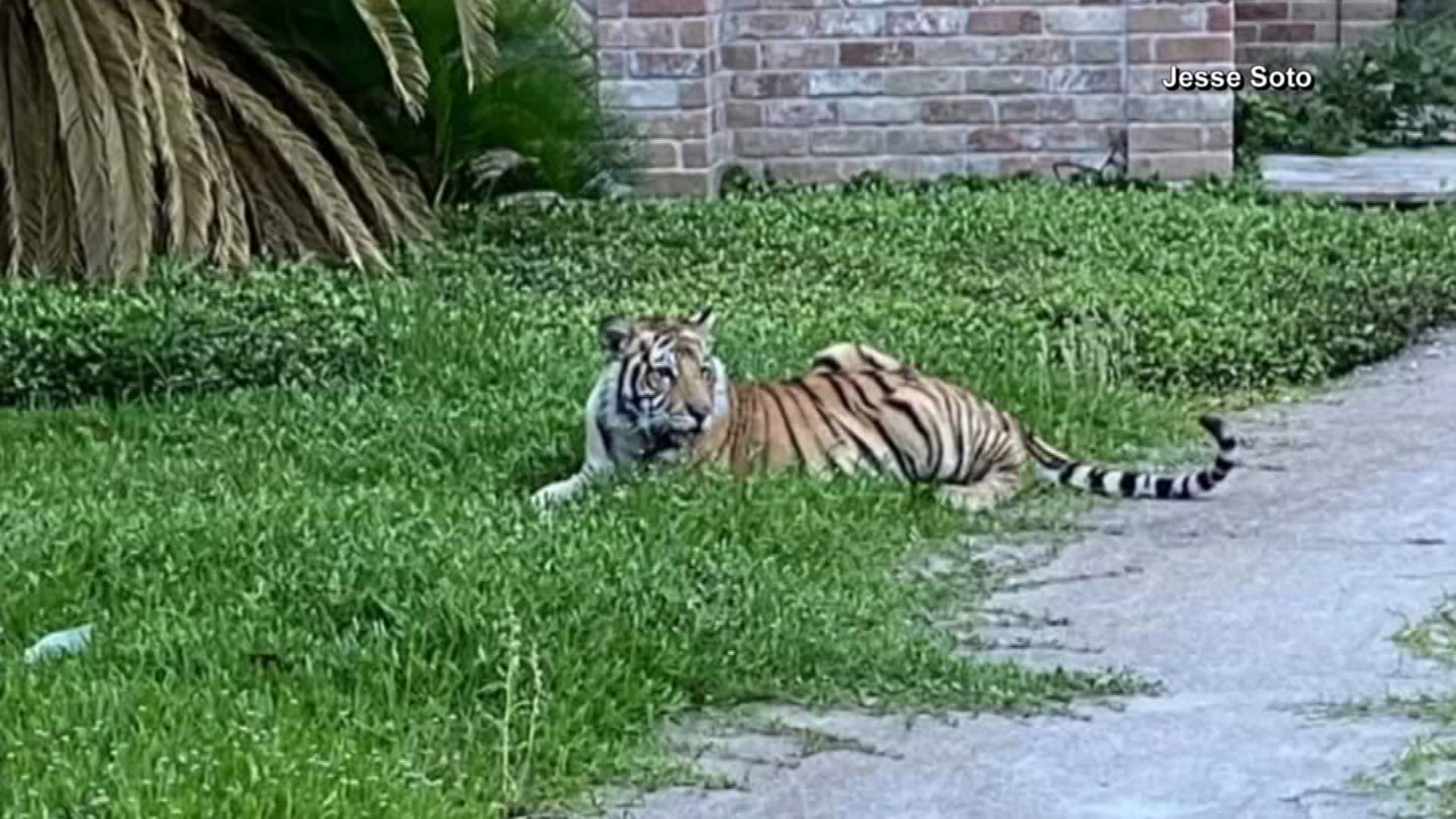Texas Tiger Still on the Lam as Alleged Owner Freed on Bond