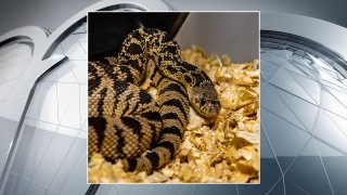 The Fort Worth Zoo joined a team of researchers in the release of dozens of endangered Louisiana pine snakes into a national forest in an attempt to revive their population.