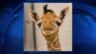 The Fort Worth Zoo welcomed a new baby giraffe just in time for Mother's Day.