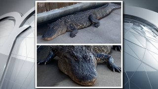 ALLIGATOR