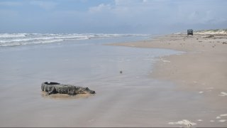 A young American alligator rests along the sandy shore. In the background a Turtle Patrol UTV drives along the beach.