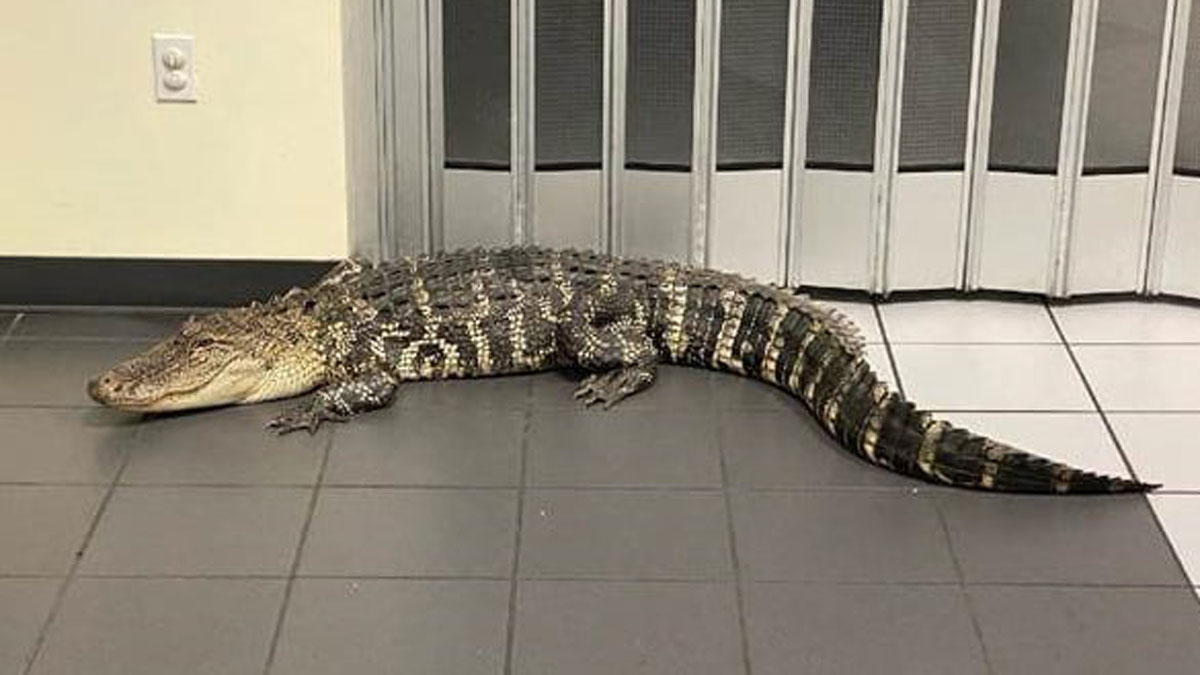 Customer Finds 7-Foot Gator Inside Florida Post Office