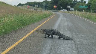 Less than a week after two large alligators were spotted in Fort Worth, an NBC 5 viewer spotted one in Denton County.