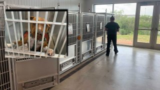 Fort Worth’s new animal shelter is already full and city leaders are putting out a desperate call for people to adopt.
