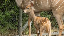 Peaches, a lesser kudu calf born at the Fort Worth Zoo in early May 2021.