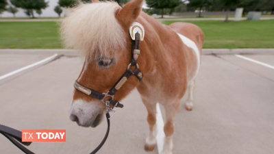 mini horse for sale texas