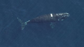 A North Atlantic right whale with healed entanglement wounds.