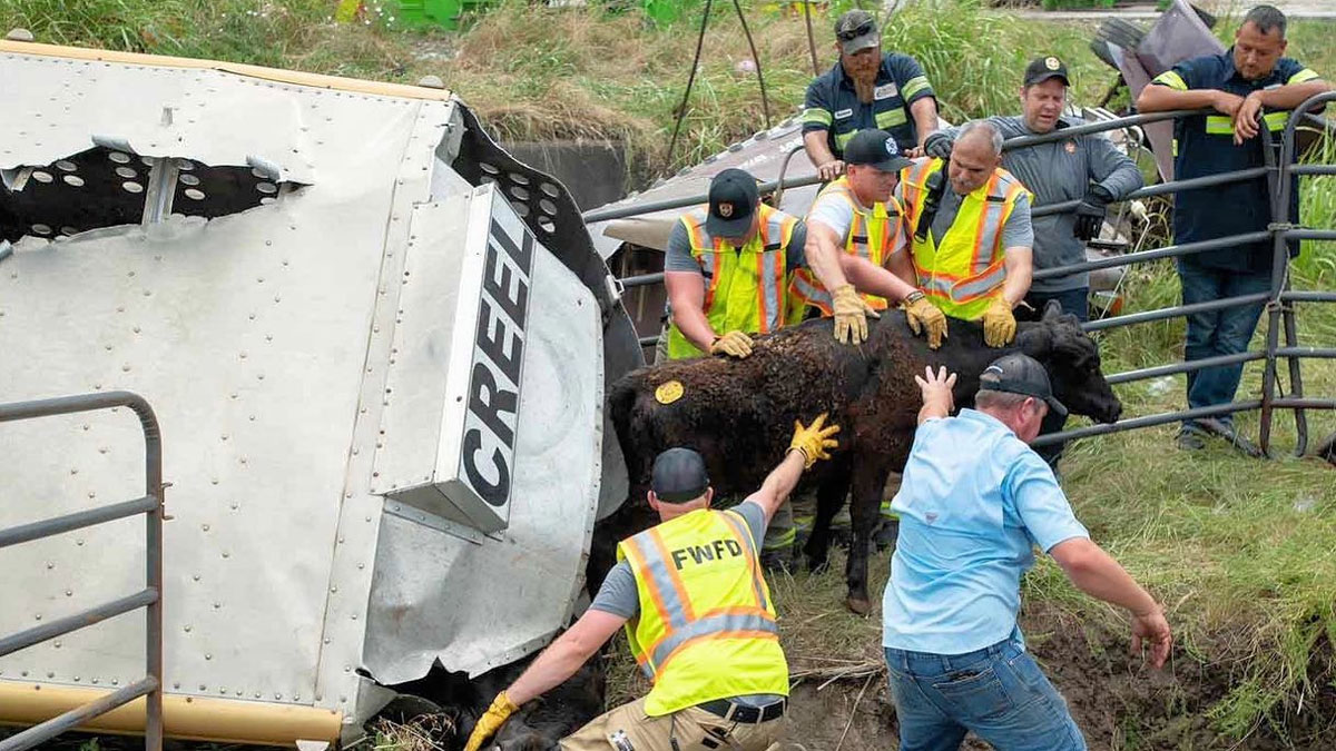 Dozens of Cattle Killed After Crash Involving Livestock Trailer NBC 5