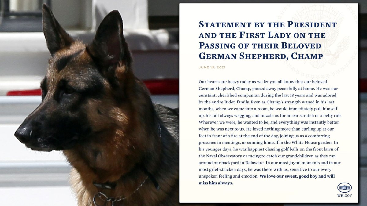 Biden Family’s German Shepherd Champ Dies at 13 NBC 5 DallasFort Worth