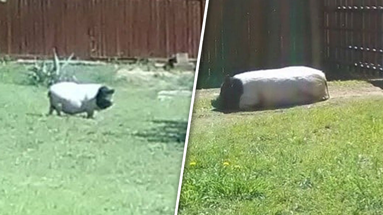 Pot-Bellied Pig Stolen From Weatherford Yard: Police