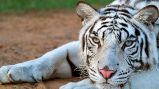 FILE: A white tiger is pictured at Al-Buqaish private zoo in the Emirate of Sharjah on Oct. 15, 2020.