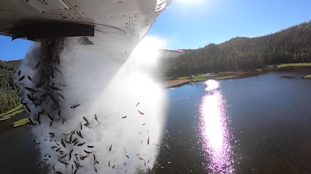 ‘Aerial Stocking’ Viral Video Shows Clouds of Fish Falling From Plane Into Utah Lakes NBC 5