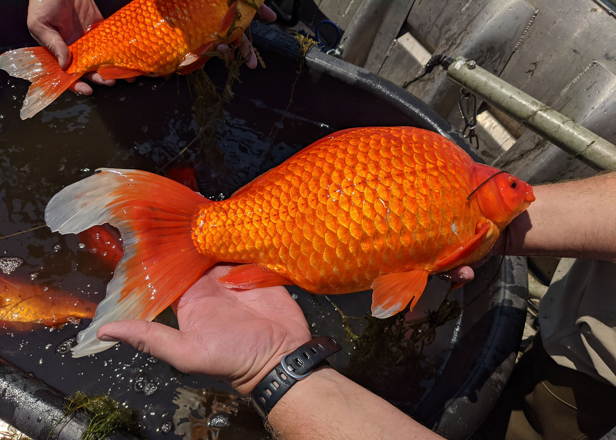 Giant Goldfish Found in Minnesota Lake Prompt Warning from City