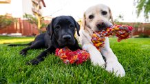 Labrador retriever dogs looking at camera while they are chewing a rope toy in backyard