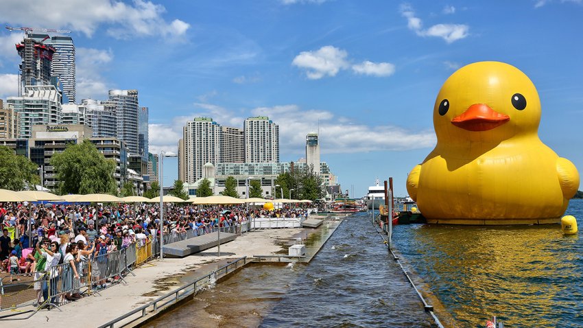 World S Largest Rubber Duck Migrating To Fort Worth Nbc 5 Dallas Fort Worth