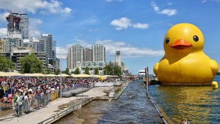 big rubber duck