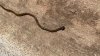 Toxic, invasive hammerhead worms spotted in DFW. Here's what to do if you see one