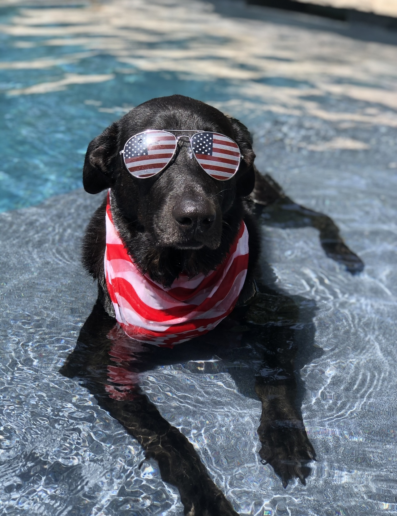 Dog Days Of Summer 2021 Nbc 5 Dallas Fort Worth