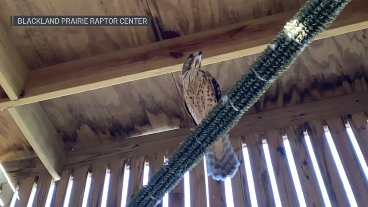Rehabilitated Hawk Released in Frisco – NBC 5 Dallas-Fort Worth Rehabilitated Hawk Released in Frisco – NBC 5 Dallas-Fort Worth