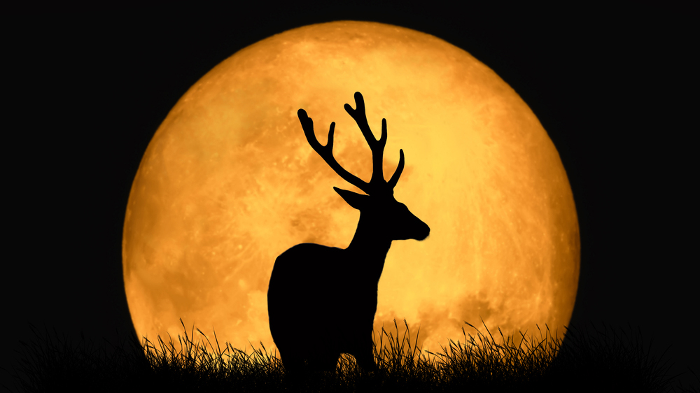 Foto de archivo.  Ilustra la silueta de un ciervo macho con cuernos y la luna llena de fondo.