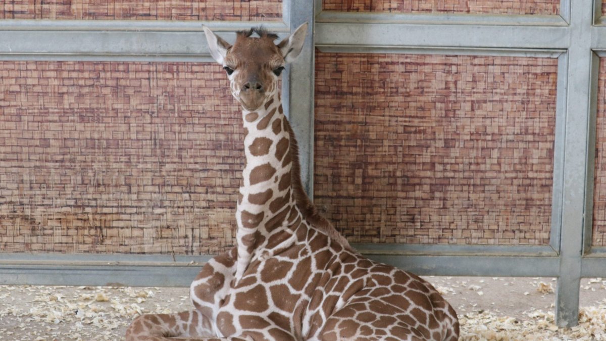 Download Dallas Zoo Welcomes Baby Giraffe Born On The Fourth Of July Nbc 5 Dallas Fort Worth