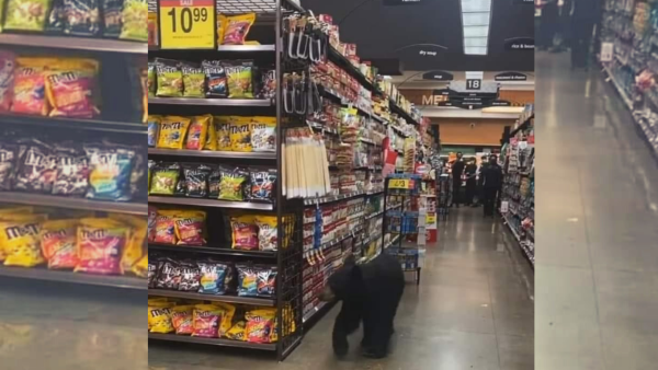 Woman Comes Face To Face With Python In Supermarket Nbc 5 Dallas Fort Worth Woman Comes Face To Face With Python In Supermarket Nbc 5 Dallas Fort Worth
