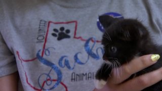 NBC and Telemundo are teaming up again with animal shelters across the country for the 'Clear the Shelters' adoption campaign.