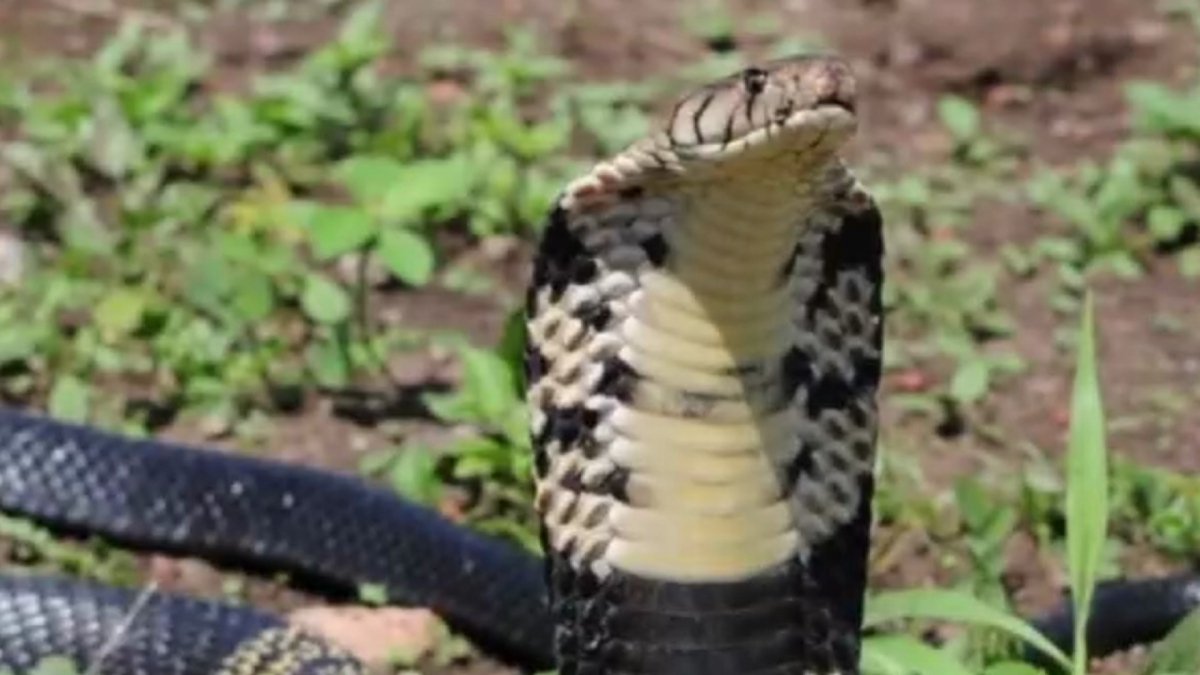 Serpente, Snake