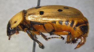 Cyclophala Forcipula or known as a Scarab beetle