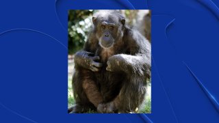 Kirk, a member of the Dallas Zoo's chimpanzee troop, died Friday of heart disease, the zoo said.