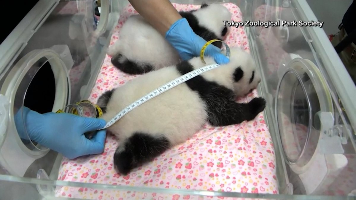 Tokyo Zoo Asks Public to Vote on Names for Baby Twin Pandas NBC 5