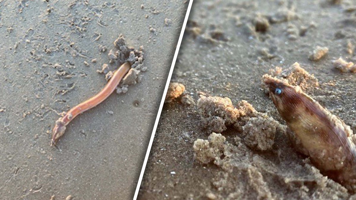 Texas Beachgoers Spot Shrimp Eel Burrowing in Galveston NBC 5 Dallas