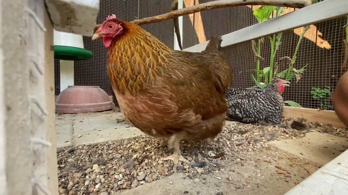 Plano to Allow Backyard Chickens After LongAwaited City Council Vote