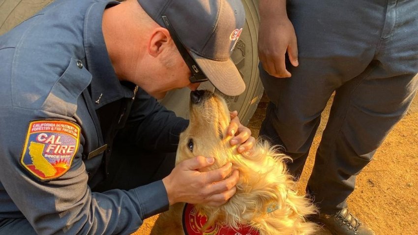 Kerith, a therapy dog, visits with a firefighter.