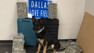 Police K9 Ballentine helped officers find 42 pounds of marijuana at Dallas Love Field on Saturday, Sept. 25, 2021.