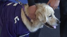 Makenzie Koch's dog Riggins