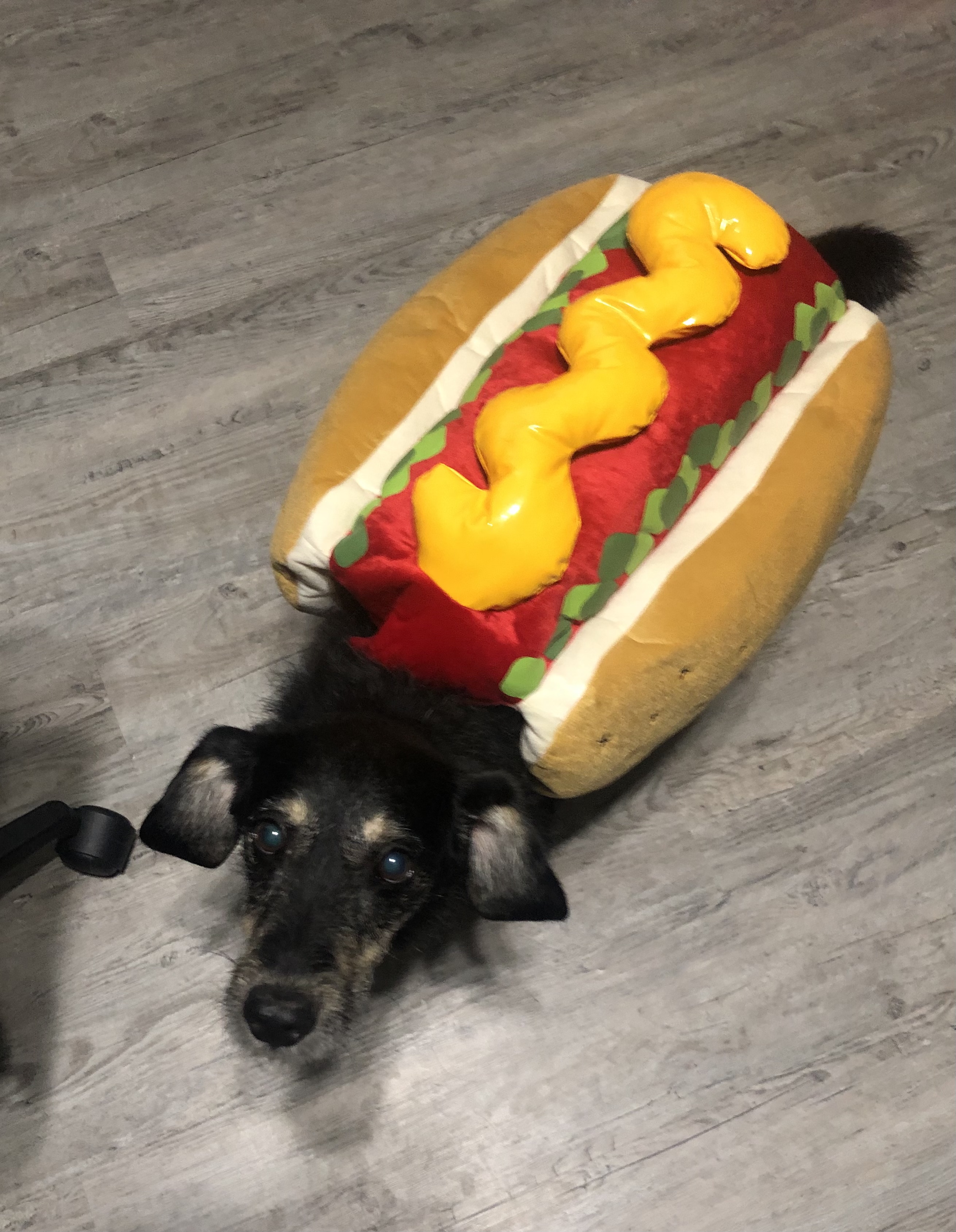 Meet Kramer- Hot Dog Dog