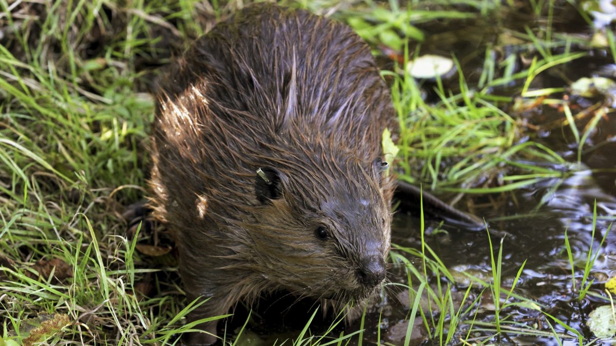 Beavers Found in Lubbock for the First Time in 5,000 Years – NBC 5 ...