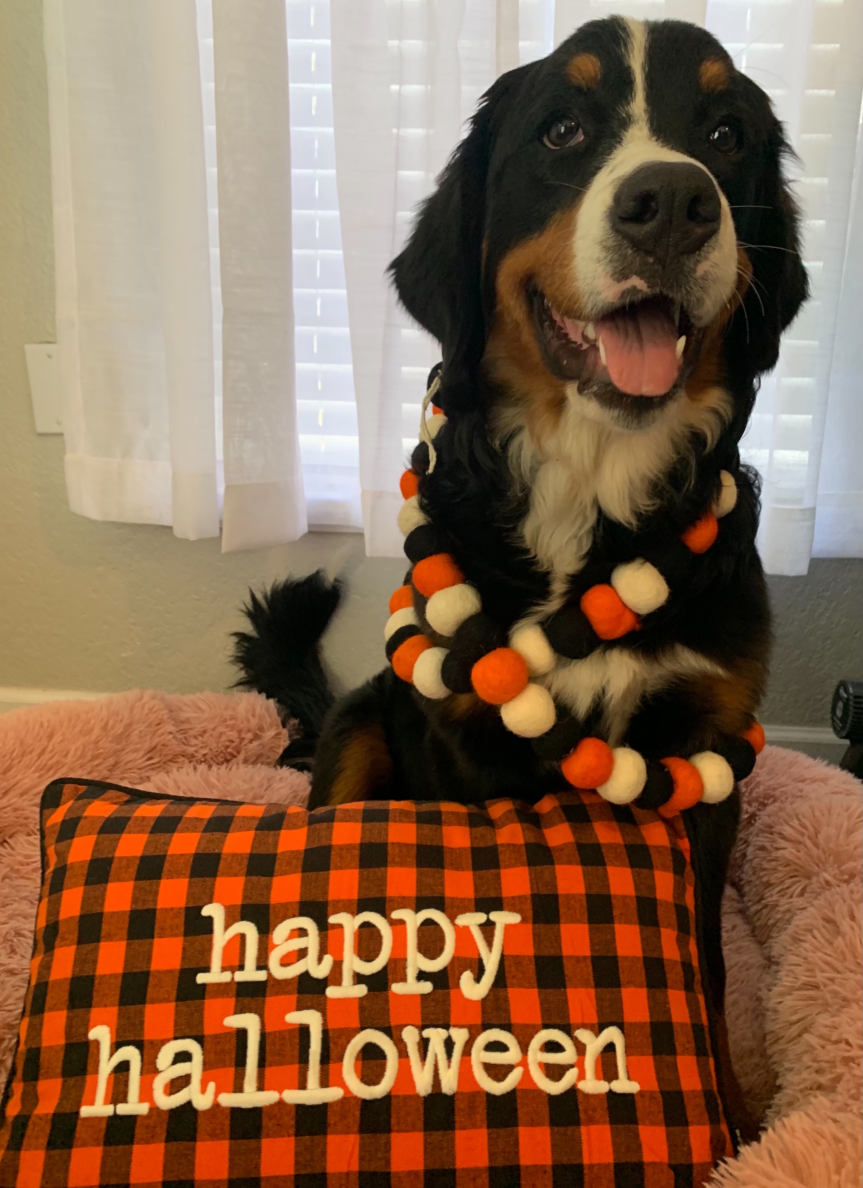 Here’s a picture of our 1 year old Bernese Mtn Dog named Koda dressed up as queen for Halloween. And also her little sister Poppi joining in on Halloween.