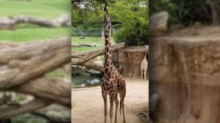 The Dallas Zoo's 14-year-old giraffe Jesse died on Friday, zoo officials say.