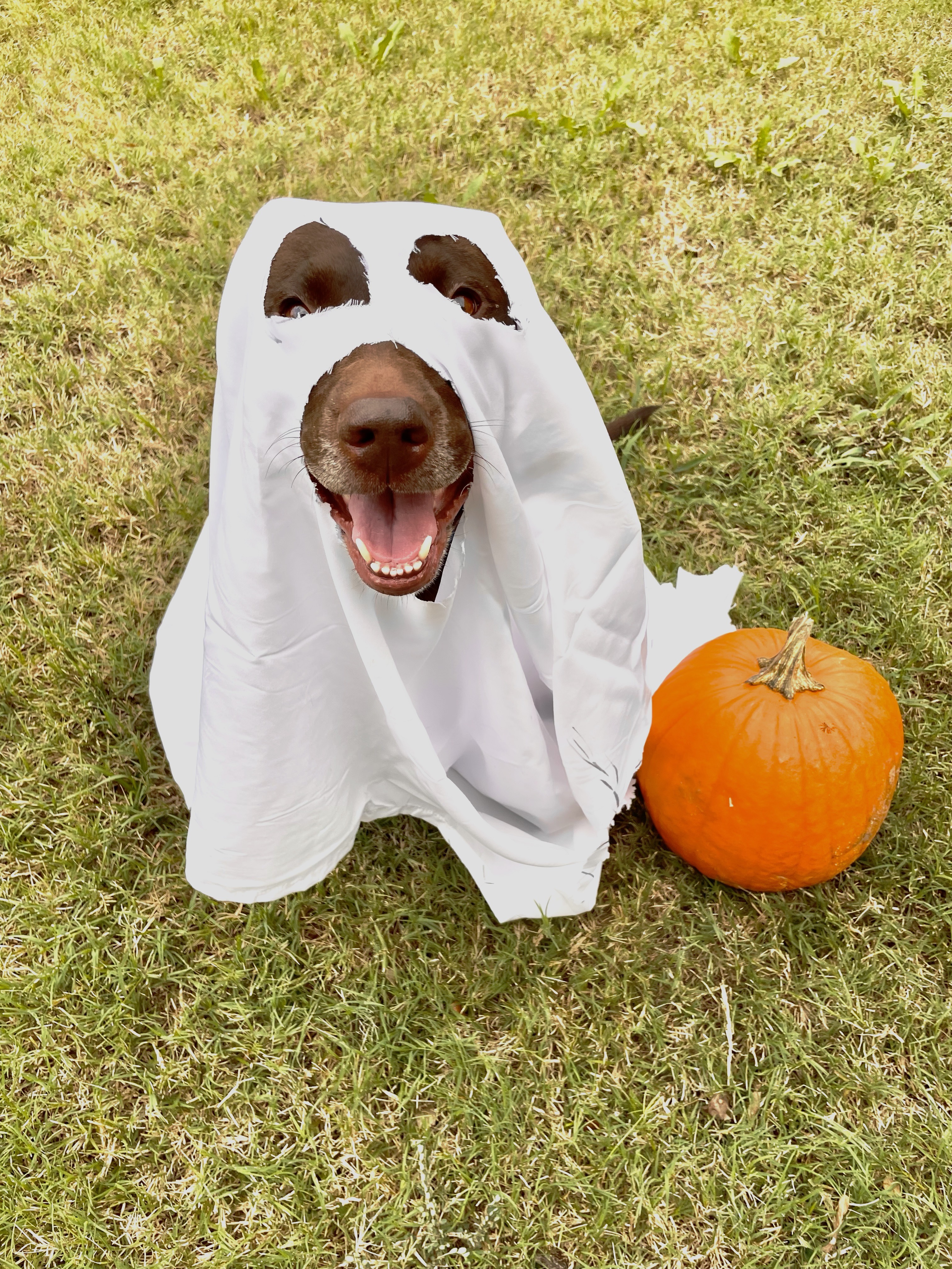 Here is Bailey dressed like a ghost! Please feel free to share!!! Bailey loves getting seen on Tv!