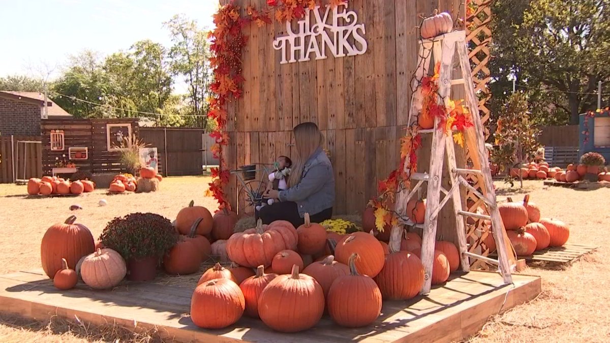 Oak Cliff Church Hosts Free Pumpkin Patch Nbc 5 Dallas-fort Worth