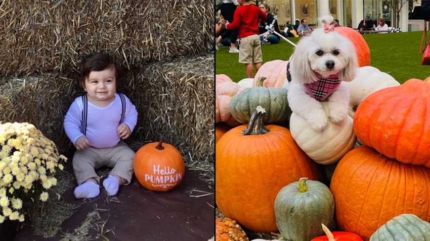 Fall Photos: Luke and Sofe
