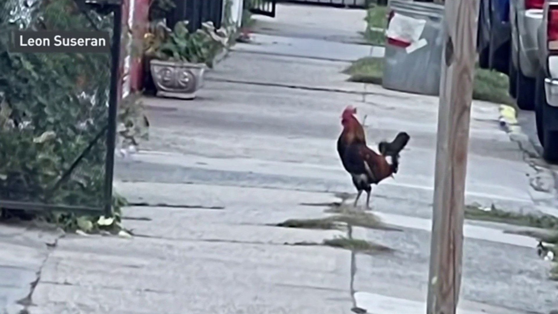 Man Walking on NYC Street Attacked by Rooster That Has Terrorized
Neighbors for Years