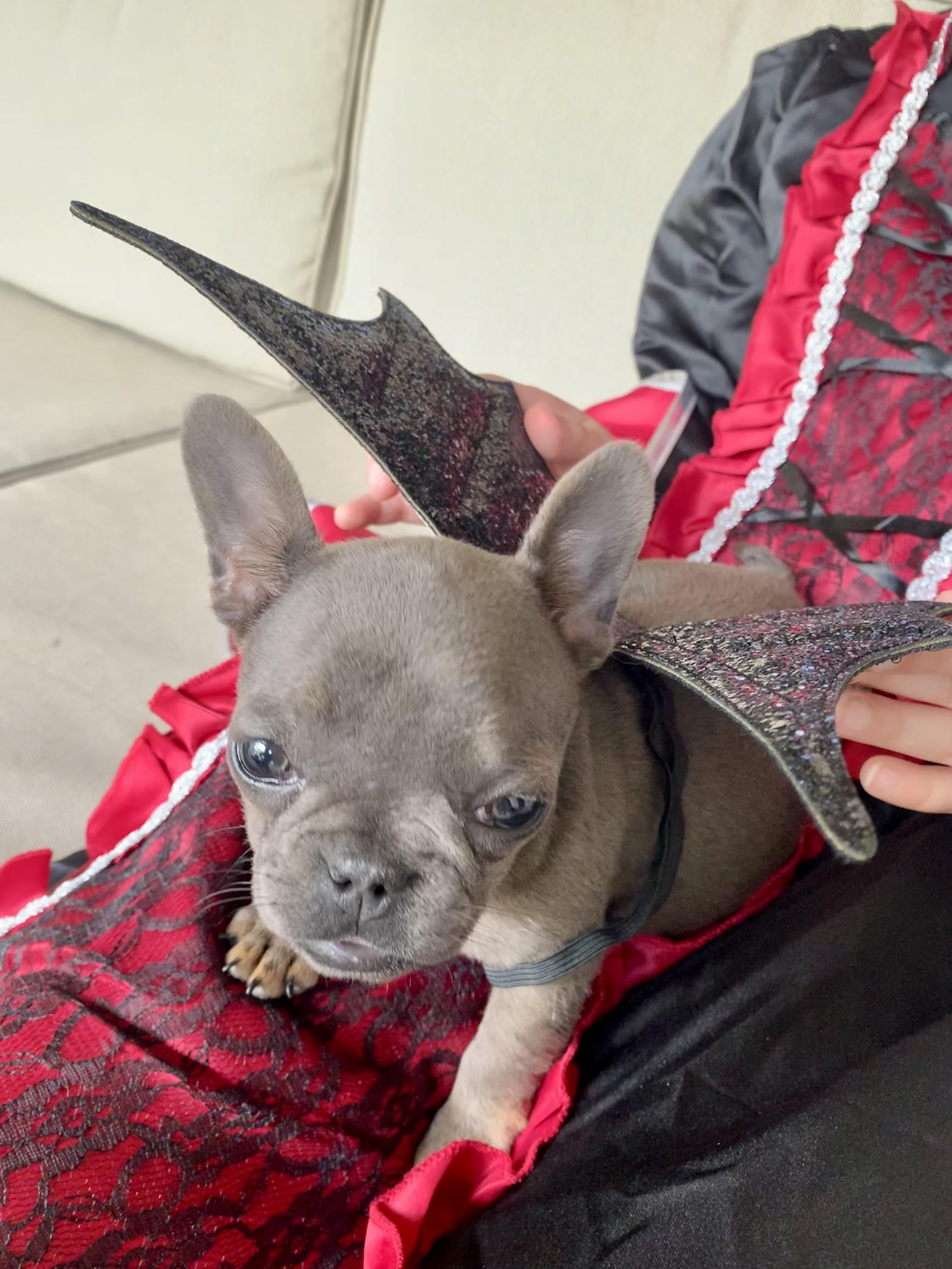 Wanted to share Katie the vampire and her tiny vampire bat Rosie. We just adopted Rosie about a week ago. She is a whopping 3 pounds of determination. Born at old 3 oz she’s a fighter. We love her to pieces!   Big sister Cookie Crumbs adoption story was also once featured on NBC DFW too.