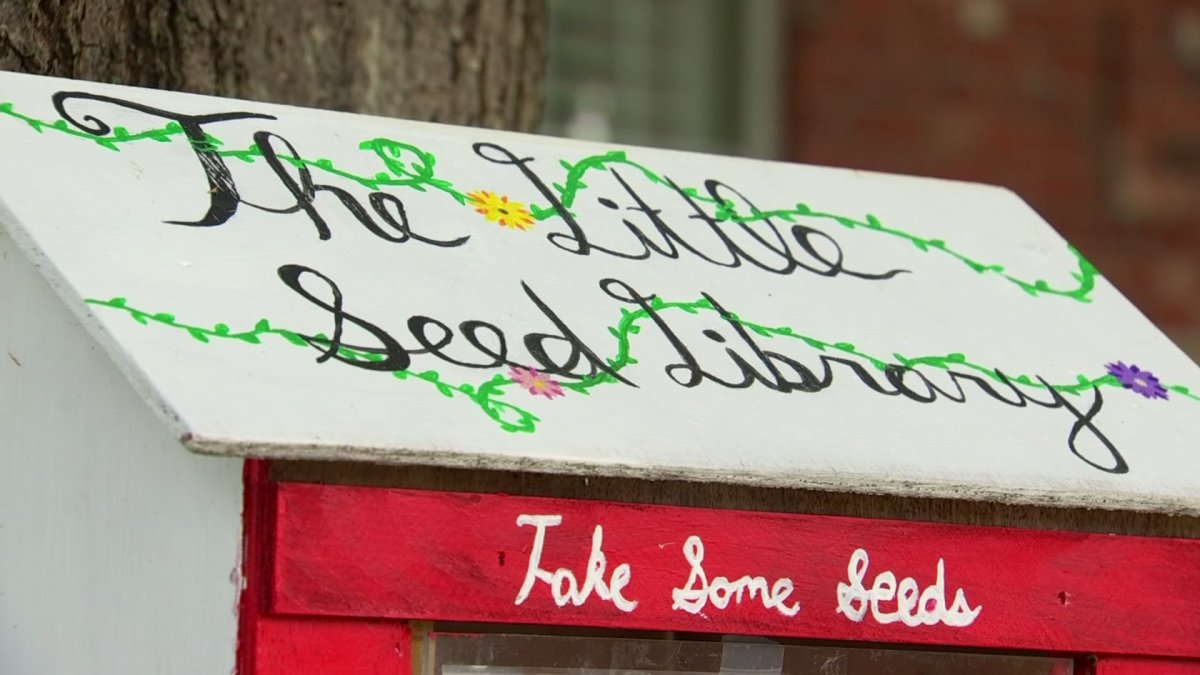 The Little Seed Library Offers Fruit And Veggie Seeds For All NBC 5 the-little-seed-library-offers-fruit-and-veggie-seeds-for-all-nbc-5