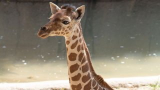 Three-month-old giraffe Marekani was euthanized Sunday after a major injury to her leg, Dallas Zoo officials say.