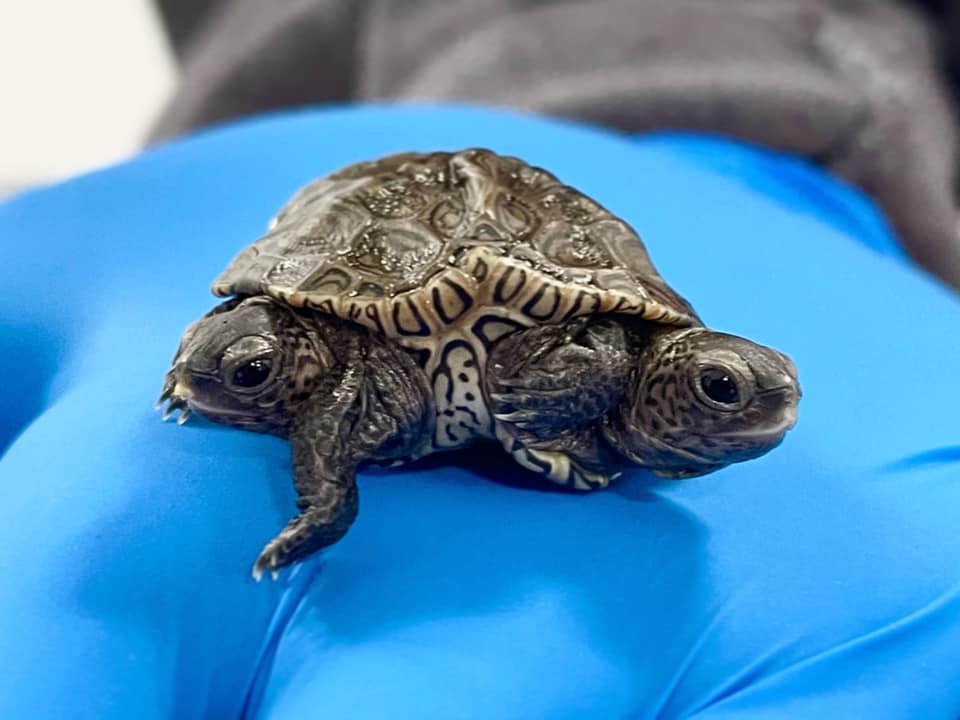 Rare 2-Headed Baby Turtle Thrives at Massachusetts Animal Refuge