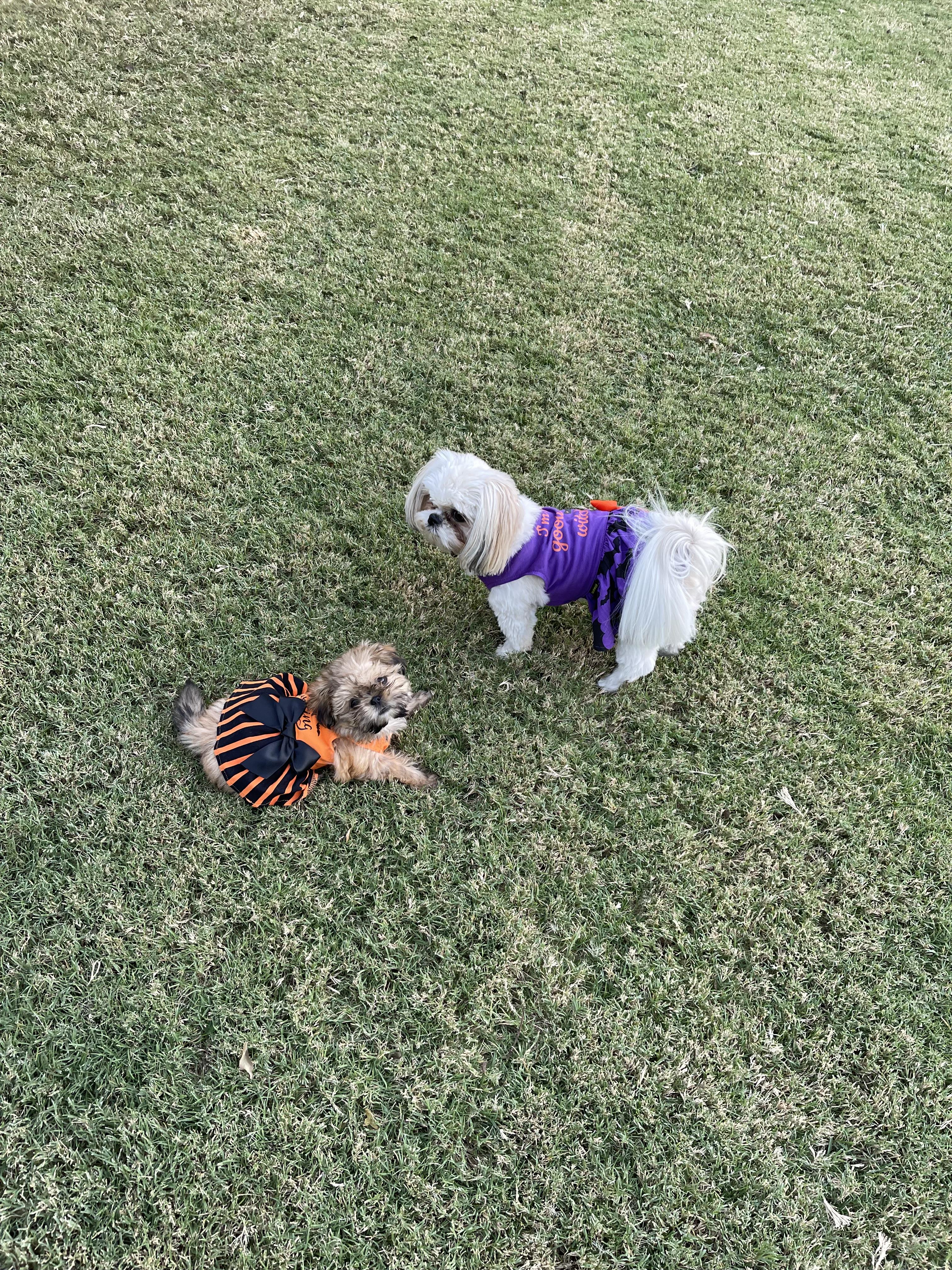 Piper & Penny treat or treat